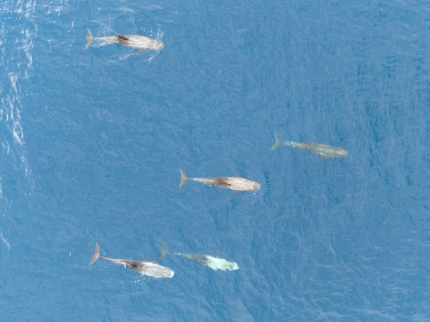 istock Aerial View of Risso's Dolphins 1452925618