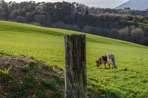 close-up of an old fence post in a grassy field, in the background on the right a German shepherd dog sniffs the ground, the green grassy field in the background of the meadow the forest, in the foreground the edge of a plowed field
