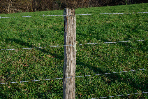 close-up of the vertical pole of a rustic barbed wire fence, in a field of green grass as the border of a rustic field of pasture for sheep
