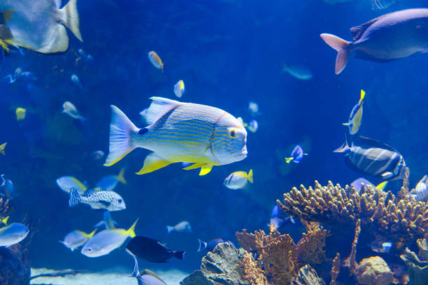 istock Fishes and Corals inside a Big Blue Aquarium Tank 1452927308