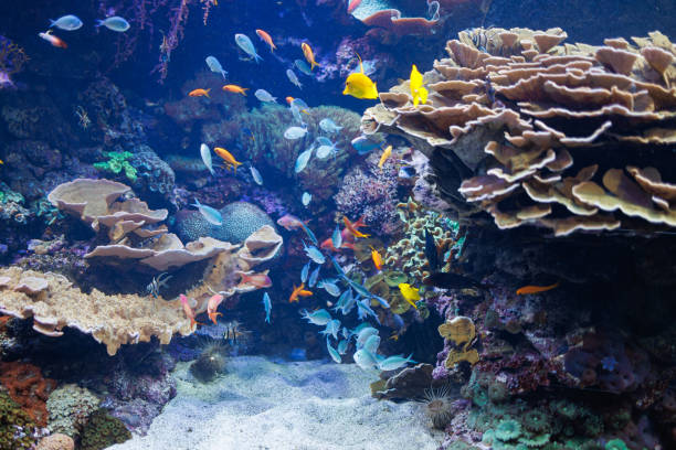 istock Fishes and Corals inside a Big Blue Aquarium Tank 1452927898