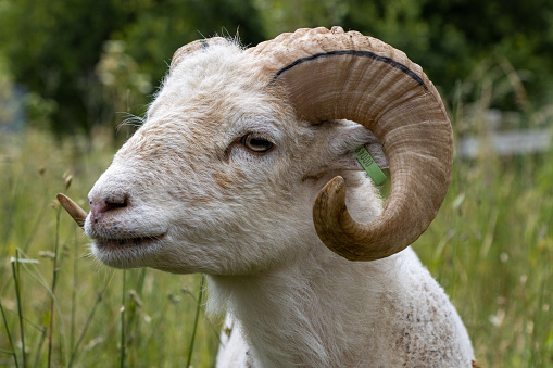 Portrait shot of a ouessant ram.