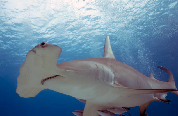 istock A Great Hammerhead (Sphyrna mokarran) in Bimini, Bahamas 1452929979