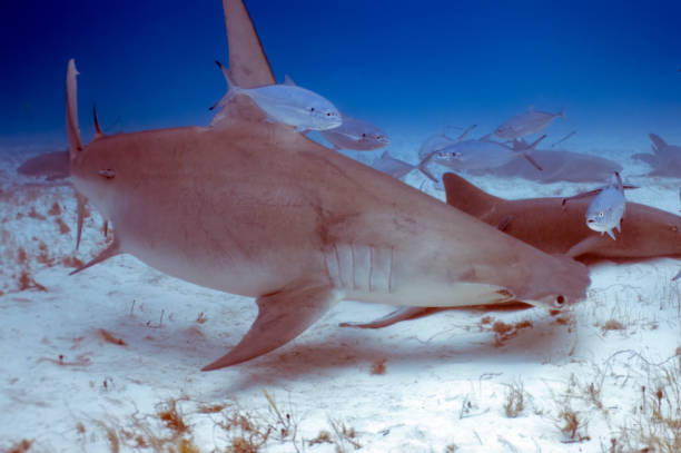 istock A Great Hammerhead (Sphyrna mokarran) in Bimini, Bahamas 1452929986