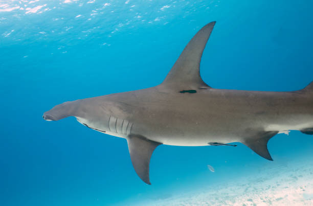 istock A Great Hammerhead (Sphyrna mokarran) in Bimini, Bahamas 1452929996