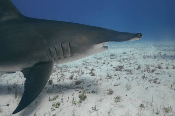 istock A Great Hammerhead (Sphyrna mokarran) in Bimini, Bahamas 1452930019