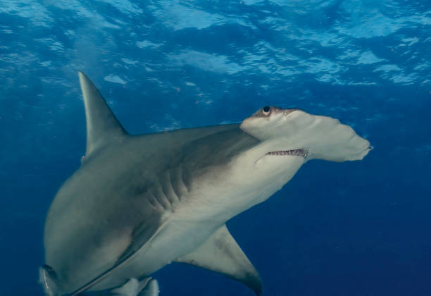 istock A Great Hammerhead (Sphyrna mokarran) in Bimini, Bahamas 1452930033