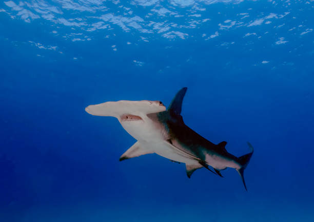 istock A Great Hammerhead (Sphyrna mokarran) in Bimini, Bahamas 1452930038