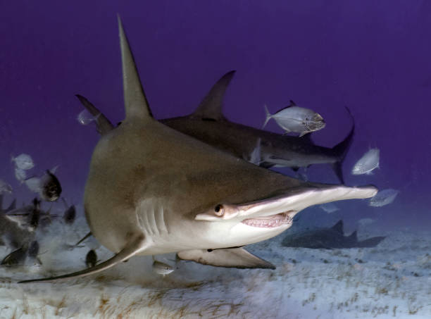 A Great Hammerhead (Sphyrna mokarran) in Bimini, Bahamas