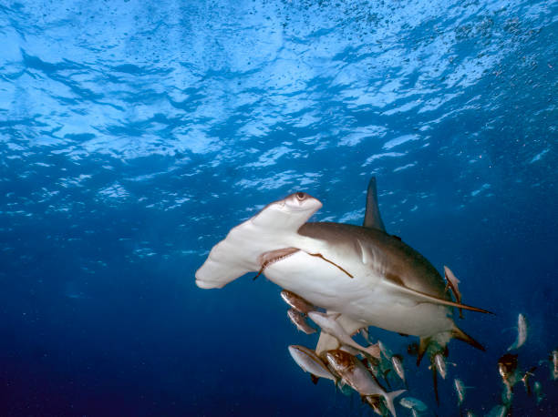 istock A Great Hammerhead (Sphyrna mokarran) in Bimini, Bahamas 1452930050