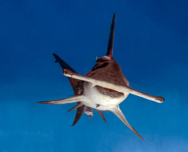 istock A Great Hammerhead (Sphyrna mokarran) in Bimini, Bahamas 1452930053