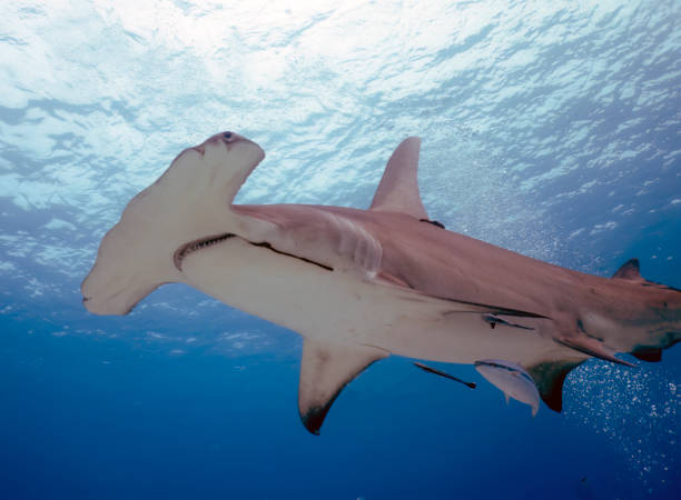 A Great Hammerhead (Sphyrna mokarran) in Bimini, Bahamas