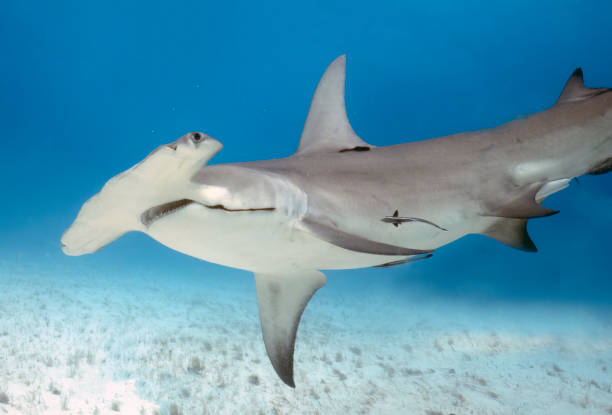 istock A Great Hammerhead (Sphyrna mokarran) in Bimini, Bahamas 1452930066