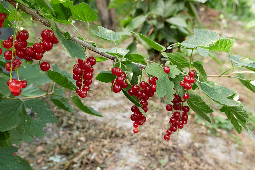 Ribes rubrum branch with fresh ripe fruit