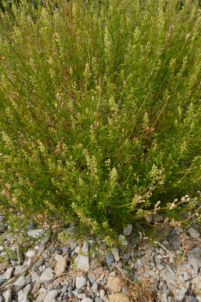 istock Reseda lutea plant in bloom 1452930107