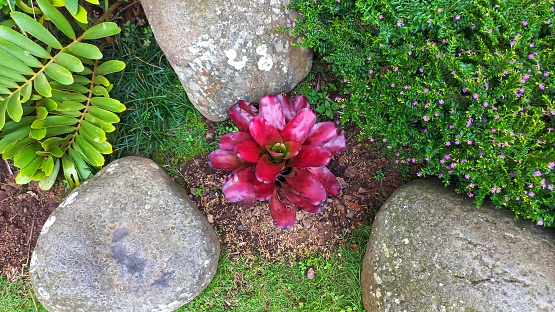 Red Bromeliads are ornamental plants that belong to the pineapple family in public park garden  with arranged stone