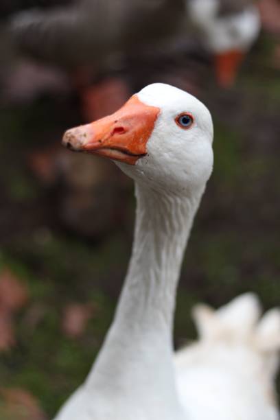 istock Vertical shot of a white duck 1452932039