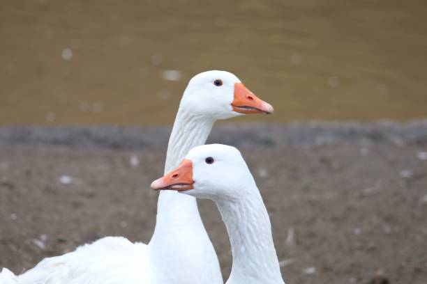 A closeup shot of the two white ducks