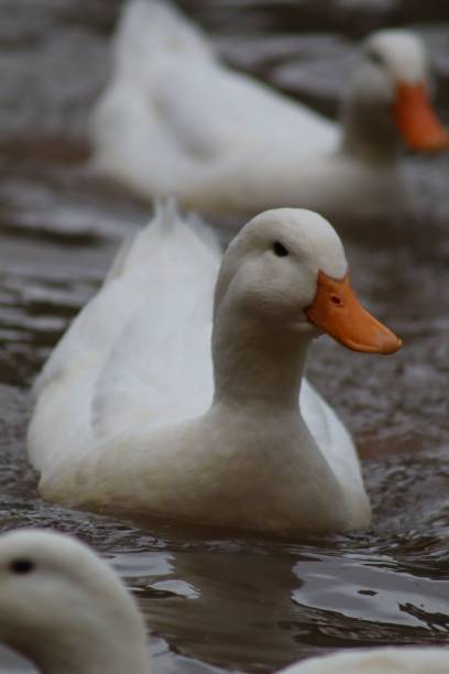 istock Vertical shot of a white duck 1452933206