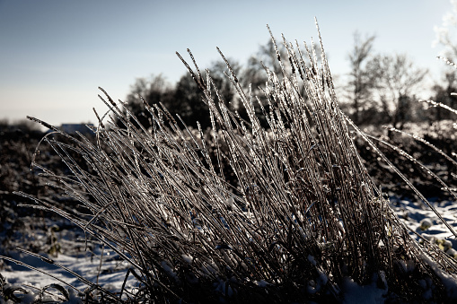 icy grass in winter