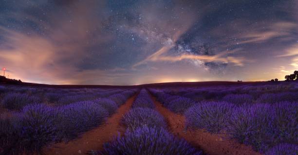 istock Beautiful lavender field under a colorful sky 1452933842