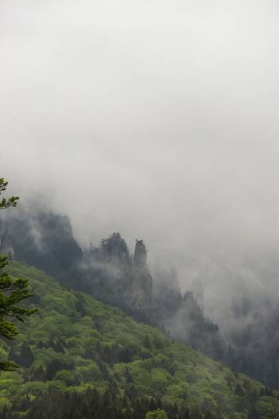 istock Mesmerizing vertical view of a green forest on the hillside covered with the mist 1452934808