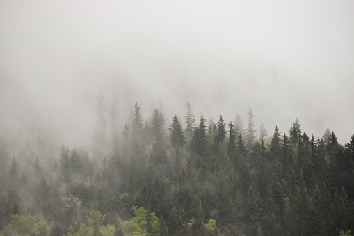 A mesmerizing view of a green forest on the hillside covered with the mist