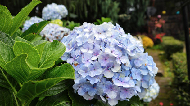 istock French hydrangea or Hydrangea macrophylla or Nikko Blue blooming in the garden. 1452937974