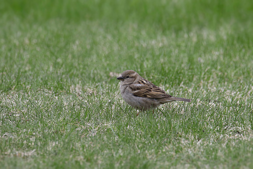 House Sparrow (female) (passer domesticus) perched on a grassy lawn