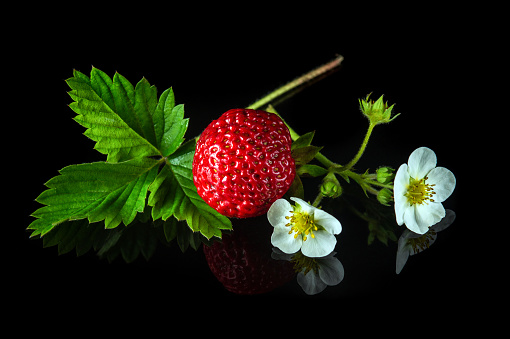 Ripe red strawberries with leaves and flowers on a black background. Summer sweet diet and healthy vitamin pack.