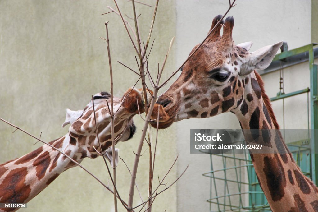 Two Giraffes Eat Maple Leaves At Lodz Zoo Tallest Mammal In The World Stock  Photo - Download Image Now - iStock