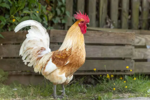 Photo of Rooster on an educational farm in the countryside.