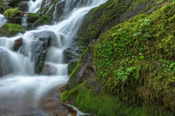 istock Fresh and beautiful waterfalls in a mountain torrent in spring. 1452940492