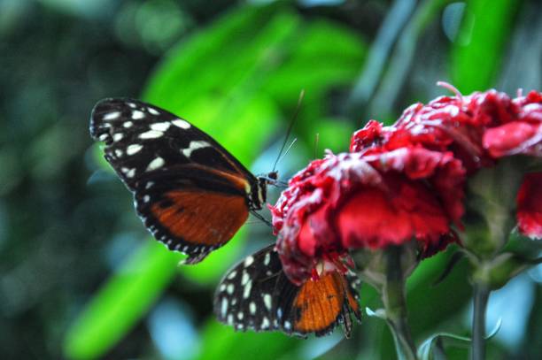 istock Butterflies sit on red blossom 1452941729