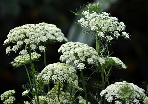 Umbrella inflorescence of white flowers biennial carrot seed, which is grown for seed
