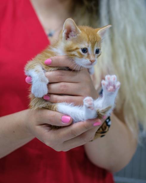 istock Small ginger kitten in the hands of a woman 1452943121