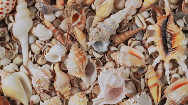 Seashells on the coast. Cockleshells. Background of shells rotating