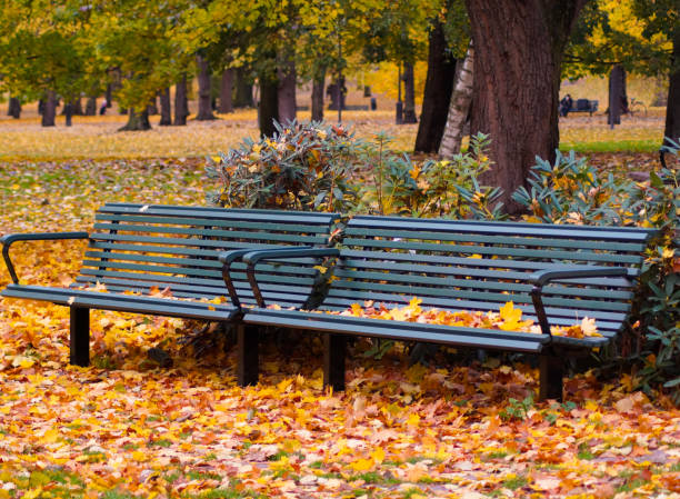 istock Empty benches in park during the autumn 1452945489