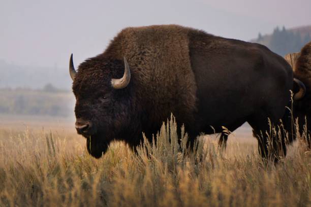 istock The bison of Grand Tetons 1452945560