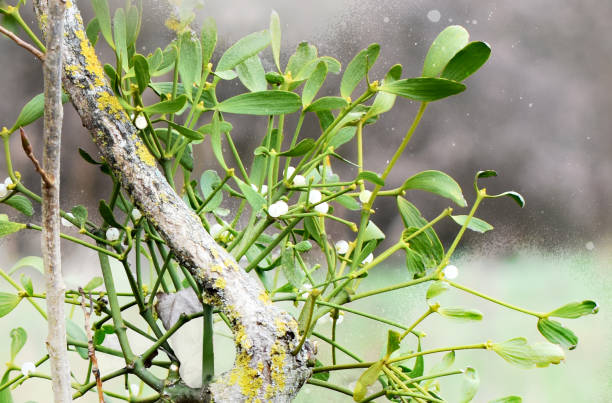 омела растение удачи очарование атмосфера ретро натуральный. открытка флориста предлагает букет - european mistletoe стоковые фото и изображения