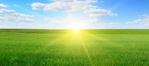 istock Wheat field and blue sky with sun. 1452946539