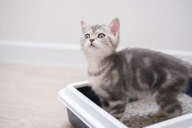istock The kitten sits in the litter box. Scottish kitten pees in her litter box. 1452946683