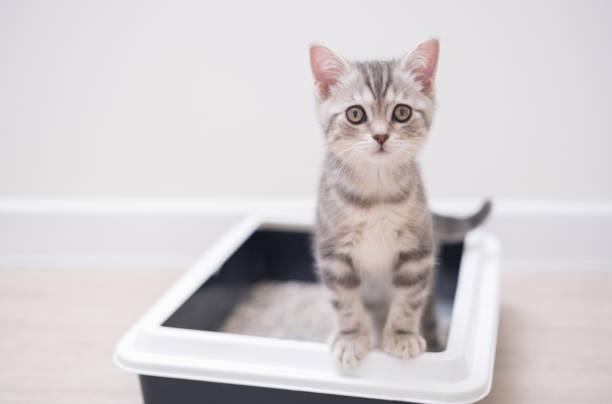 the kitten sits in the litter box. scottish kitten pees in her litter box. - litter imagens e fotografias de stock