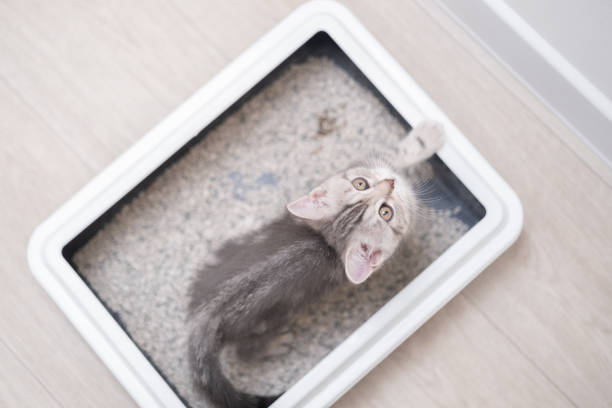 istock The kitten sits in the litter box. Scottish kitten pees in her litter box. 1452946705