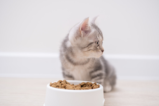 Cute gray kitten eating out of a white bowl in the kitchen. A little Scottish cat eats dry food for dinner.