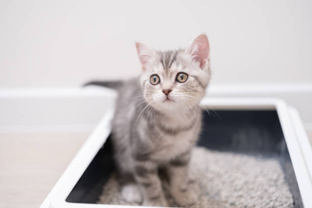 istock The kitten sits in the litter box. Scottish kitten pees in her litter box. 1452947042