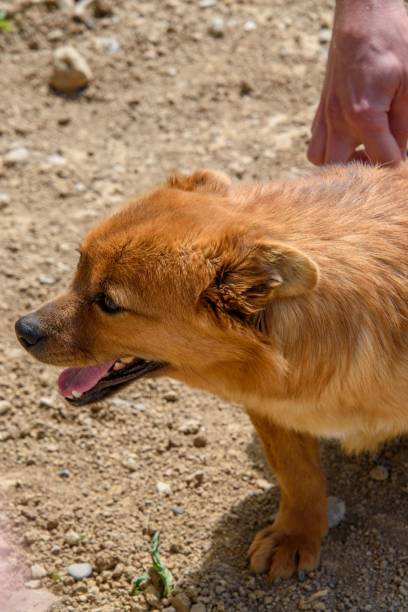 istock Orange dog lying ground and looking side with tongue out 1452947070