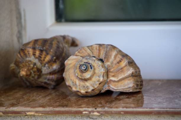 A closeup of clam shell on windowsill