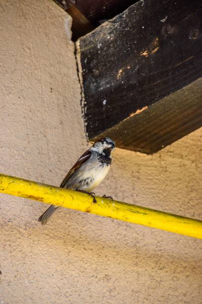istock Little brown sparrow perching on metal pole 1452947077