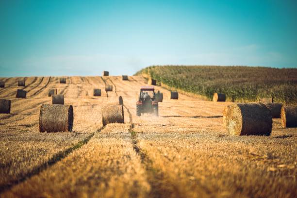 istock Group of haystack rolls left in a field after harvesting grain crops 1452948761
